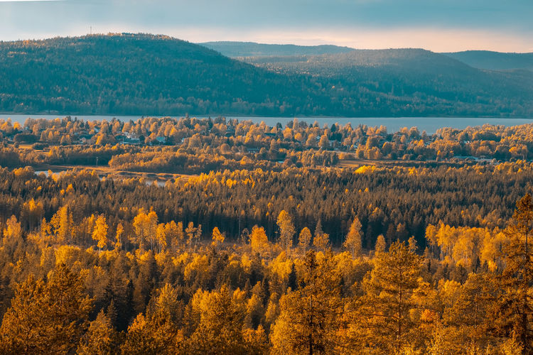 Scenic view of forest against sky during autumn