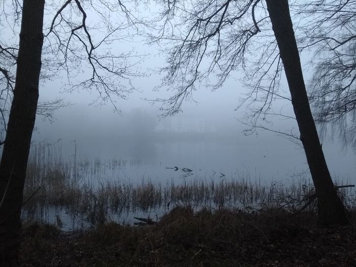 Scenic view of lake against bare trees in foggy weather