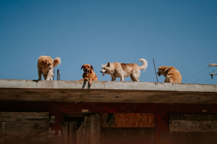 Low angle view of dogs on a rooftop in tijuana, mexico