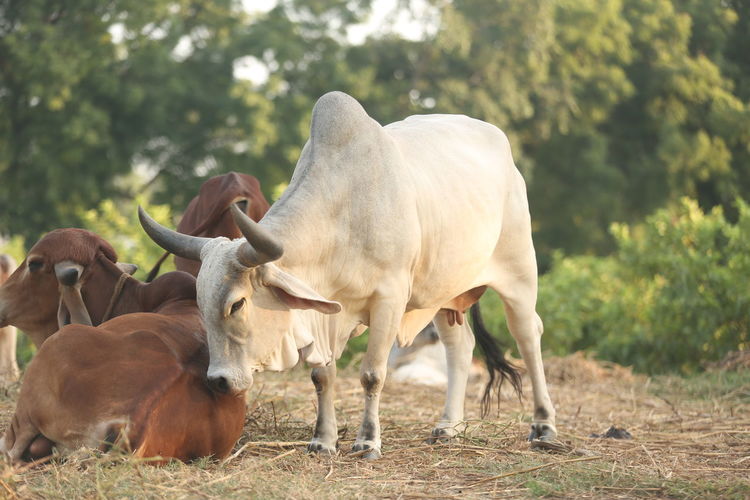 Indian mother cow