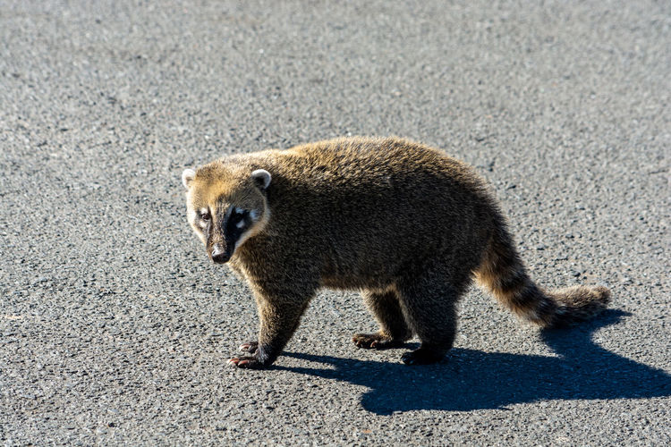 Side view of an animal walking on road