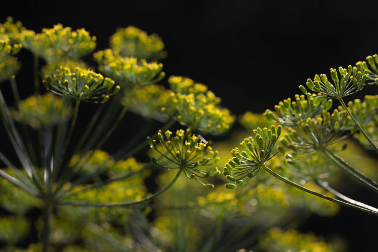 Close-up of yellow flowering plant