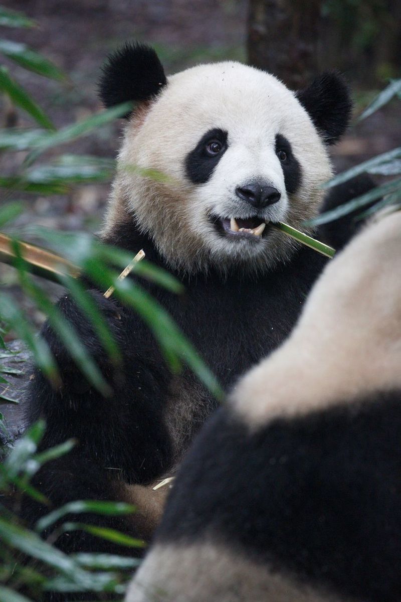 Page 2 Of Giant Panda Pictures Curated Photography On Eyeem