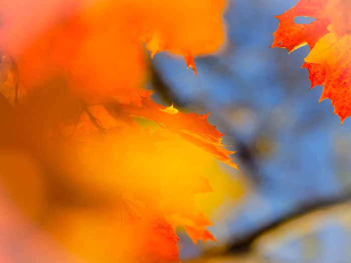 Close-up of yellow maple leaf during autumn