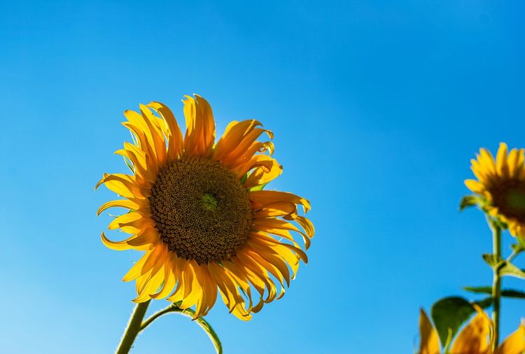 Low angle view of sunflower against clear blue sky during sunny day