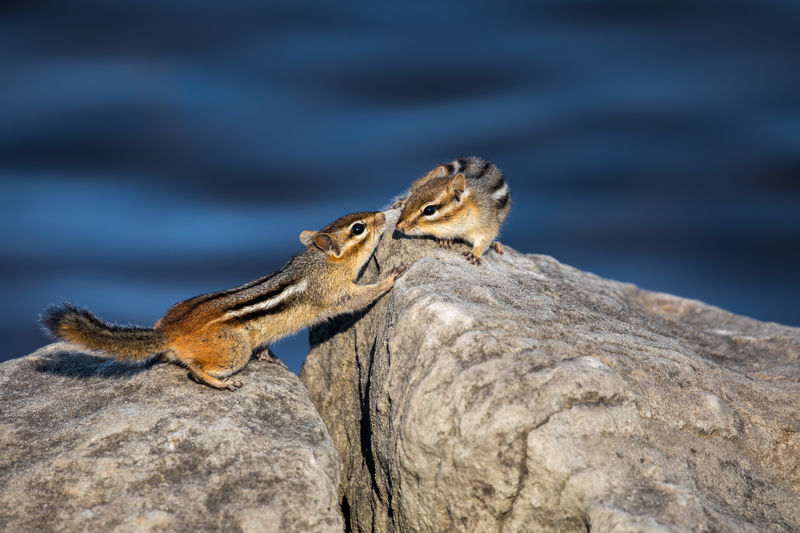 High angle view of chipmunks on rocks