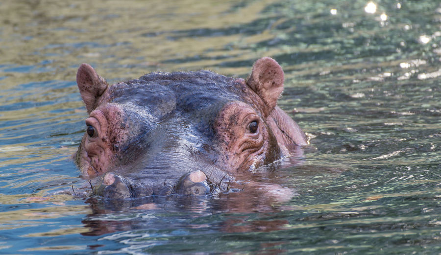 Hippopotamus swimming in pond