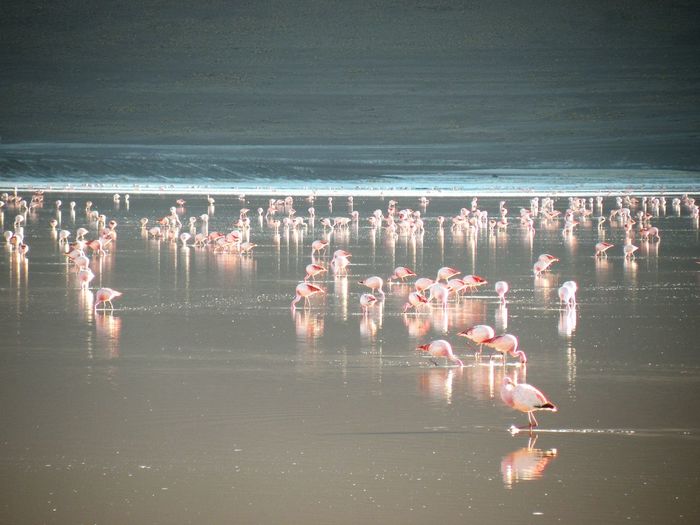 Flock of flamingoes in laguna colorada