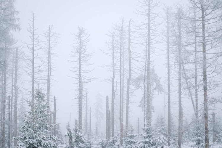 Snow covered trees in forest during winter