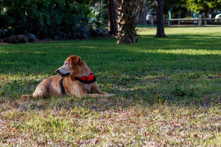 Dog sitting on grass in park