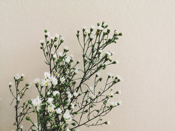 Close-up of white flowering plant against wall