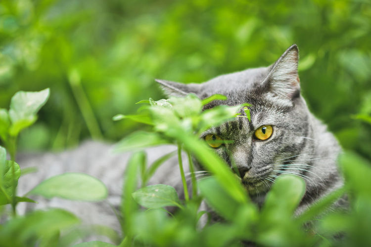 Close-up of a cat on field