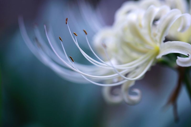 Close-up of white spider lily blooming outdoors