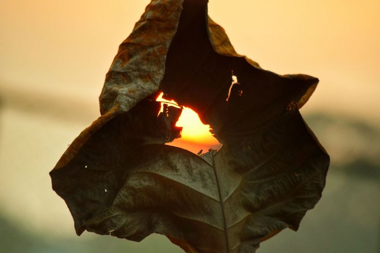 Close-up of leaf against sky during sunset