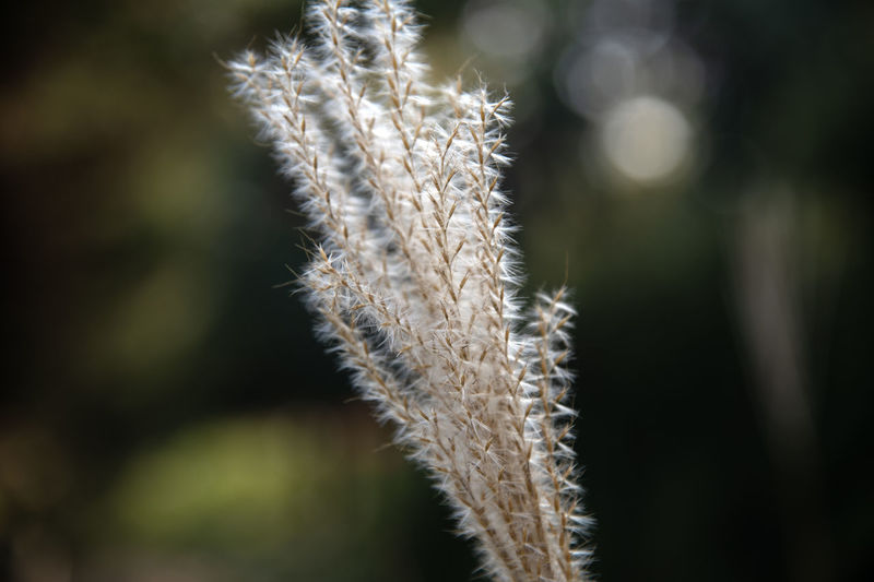 grass