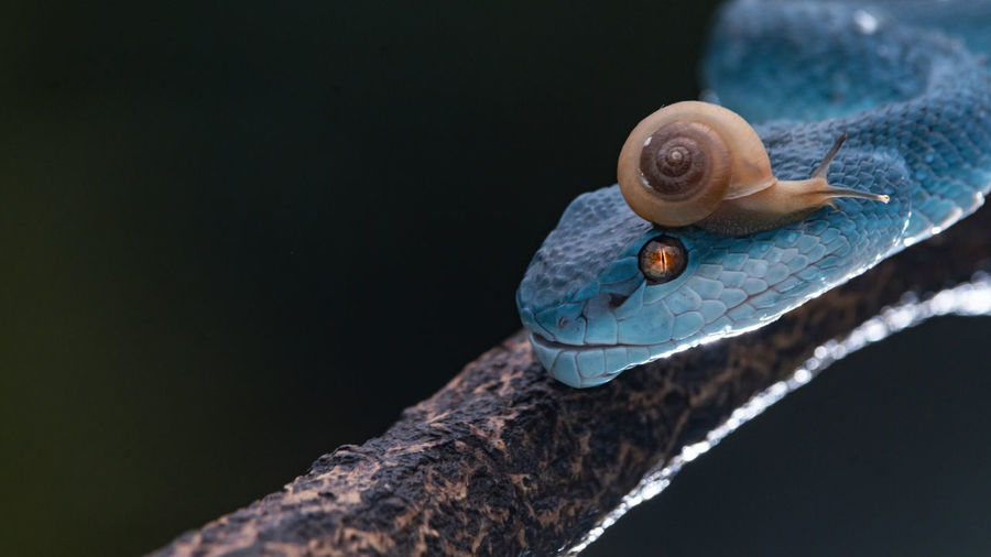 Close-up of viper snake and snail on wood