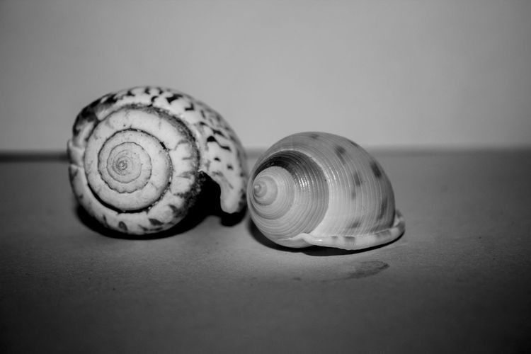 Close-up of sea shell on table