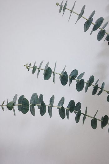 Close-up of plant against white wall at home