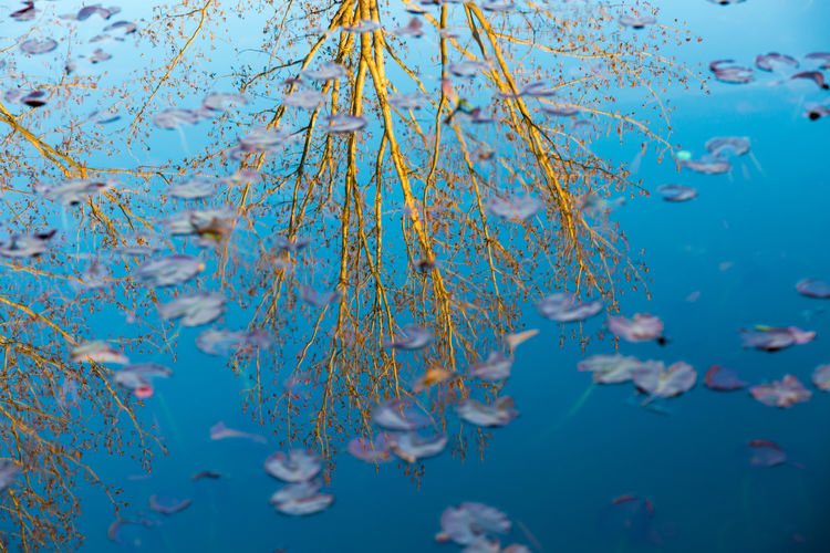 Close-up of stems in blue water