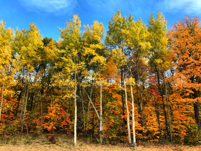 View of autumnal trees in the forest