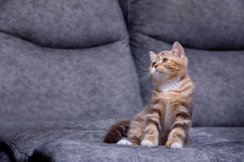 Cat looking away while sitting on sofa