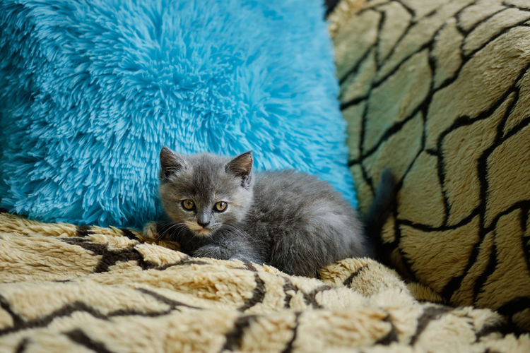 Portrait of a small grey kitten lies on the sofa and looks at the camera against the blue cushion