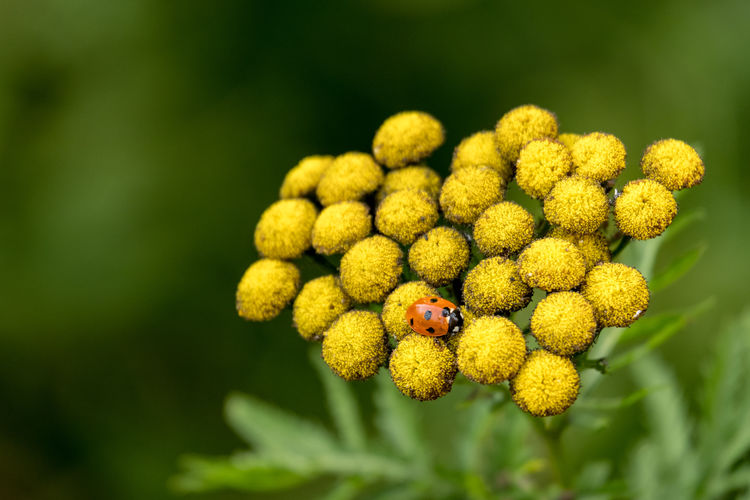 Close-up of insect on yellow flowering plant