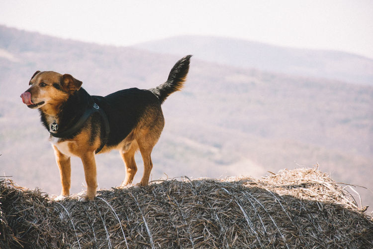 Dog on hay bale