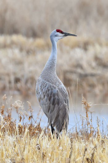 Sandhill crane