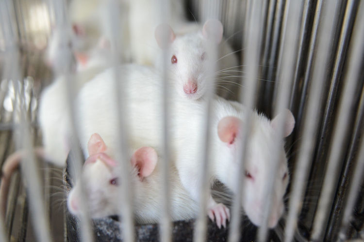 High angle view of white mice in cage