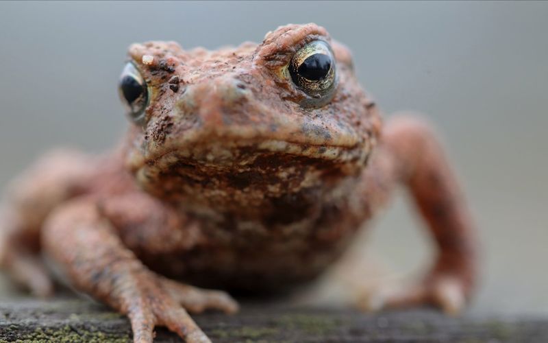 Portrait of lizard