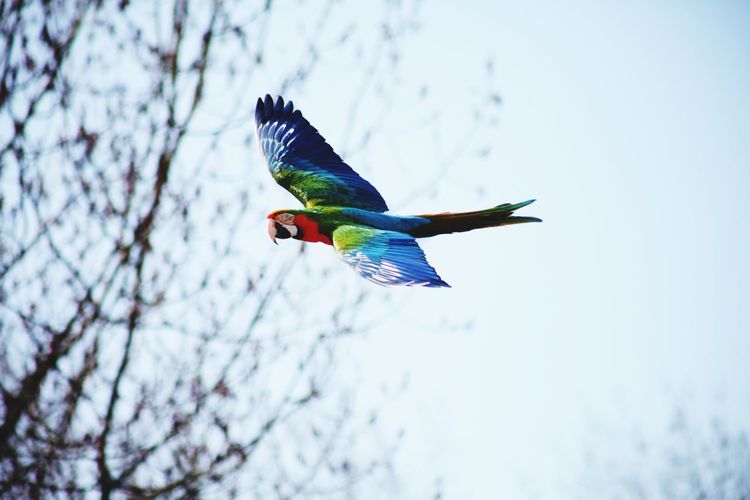 Free flying red macaw showing the topside of the wings