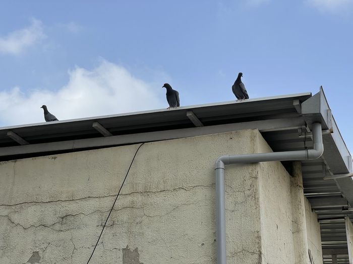 Low angle view of seagulls perching on roof