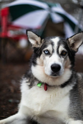 Husky with one blue blue and one brown eye.