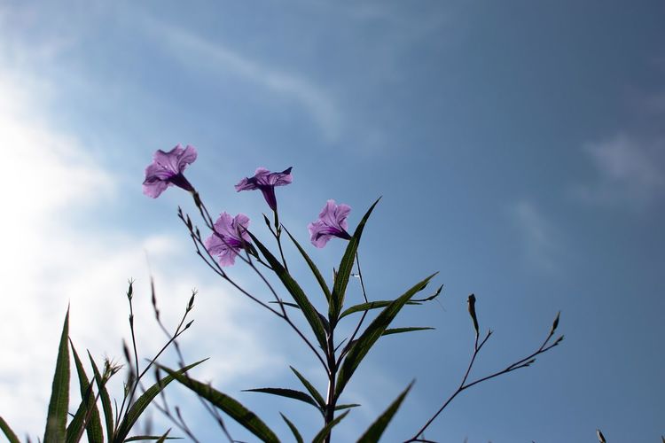 Low angle view of purple flowers blooming against sky