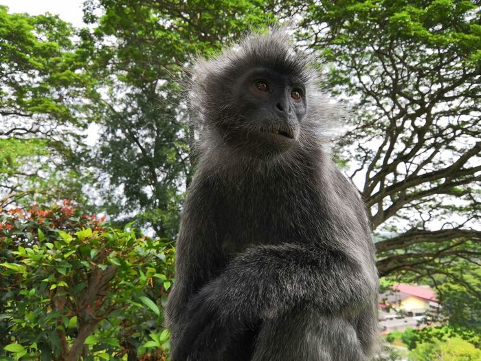 Portrait of monkey looking away