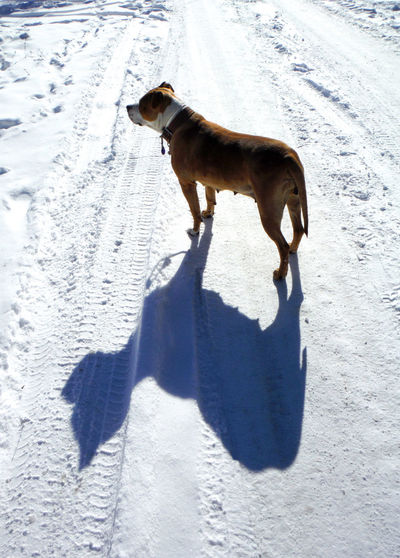 American staffordshire terrier on snow