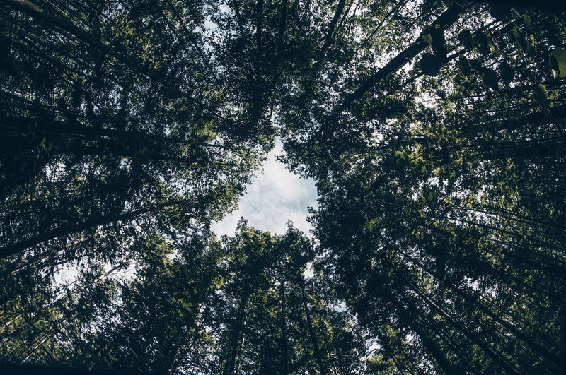 Low angle view of trees in forest