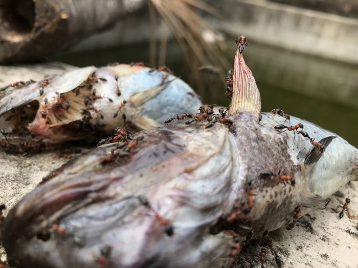 Close-up of insects on dead fish
