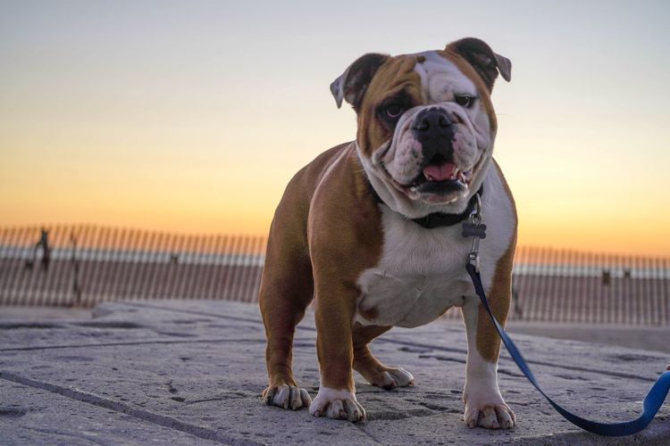 Portrait of dog standing on beach during sunset