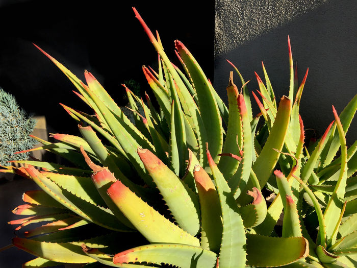 Close-up of plant