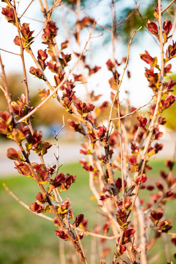 Close-up of flowering plant against sky