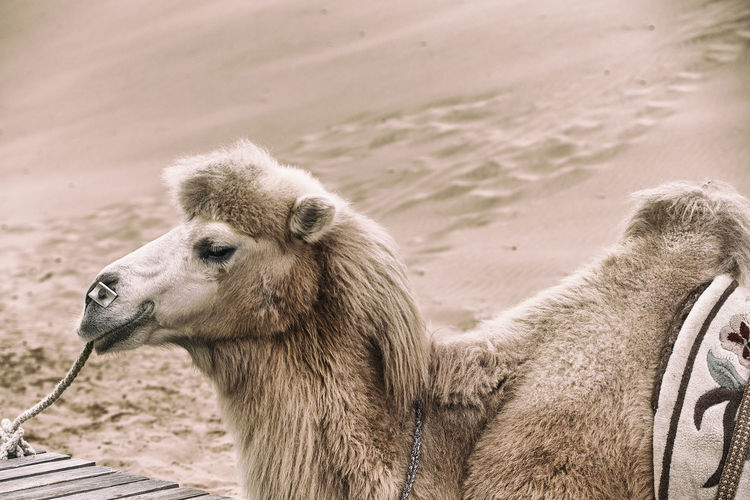 Camel-taklamakan desert-china