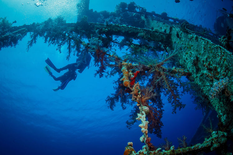 Person scuba diving by cedar pride shipwreck in sea