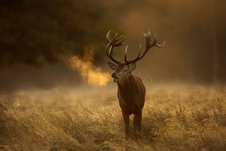 Deer standing on land during foggy weather at sunset