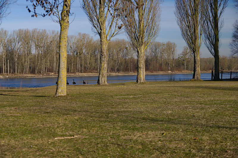 Trees on field against sky