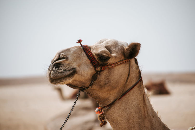 Close-up of a camel looking away