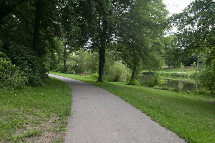 Road amidst trees in forest