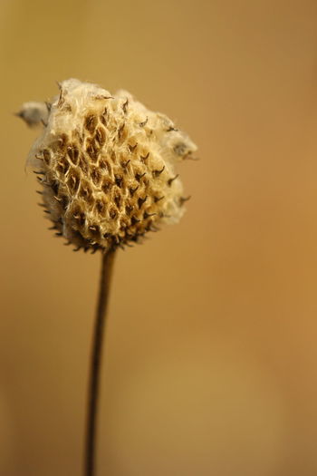 Close-up of wilted plant