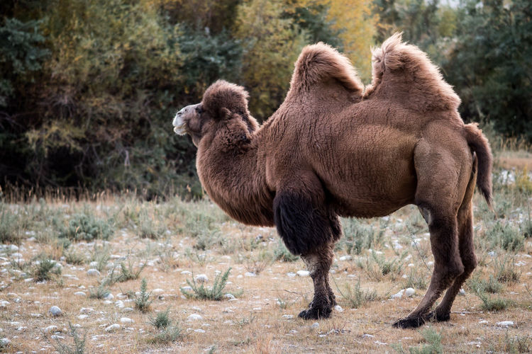Side view of bactrian camel on field